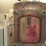 Lab-grown pig lungs are great news for the future of organ transplantation