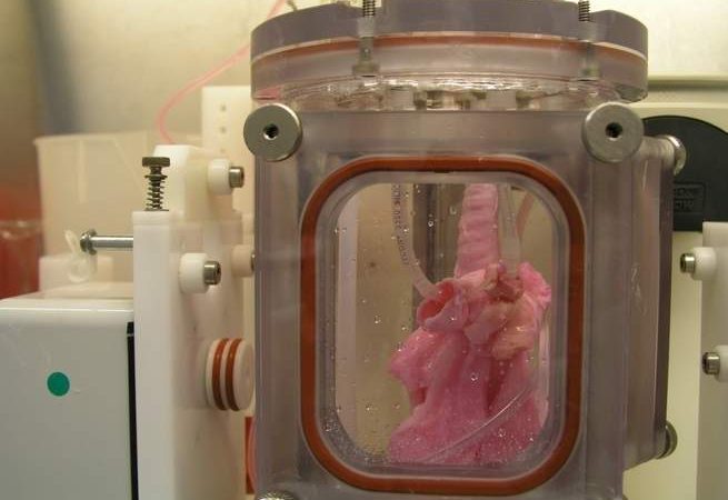 Lab-grown pig lungs are great news for the future of organ transplantation