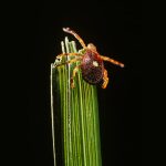 Red Meat Allergies Caused By Tick Bites Are On The Rise