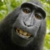 Monkey selfie: Judge rules macaque who took grinning photograph of himself ‘cannot own copyright’