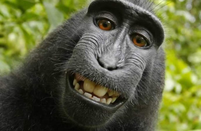 Monkey selfie: Judge rules macaque who took grinning photograph of himself ‘cannot own copyright’