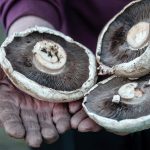 Mushrooms could solve the war on plastic, says Kew Gardens