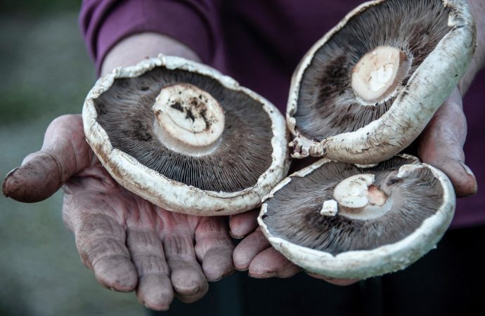 Mushrooms could solve the war on plastic, says Kew Gardens