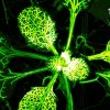 Triz Remedios Plays Music with Plants. Introduction by Bobby Curtola