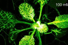Watch Plants Light Up When They Get Attacked