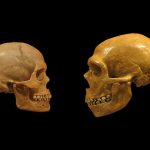 Ancient Teeth With Neanderthal Features Reveal New Chapters of Human Evolution