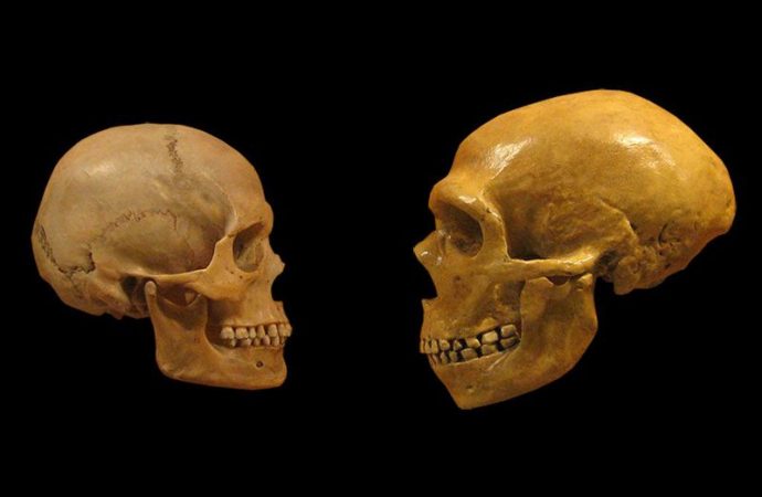 Ancient Teeth With Neanderthal Features Reveal New Chapters of Human Evolution