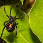 Black widow spiders could teach nanomaterial experts a thing or two