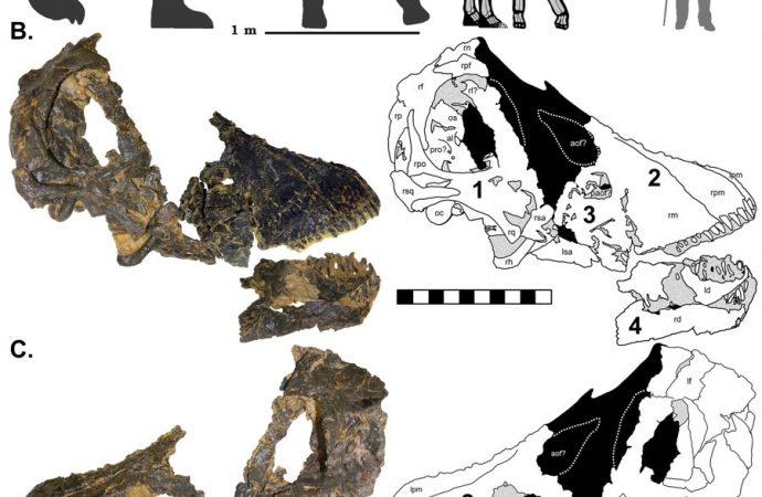 Guess what these young dinosaurs ate when their parents weren’t looking