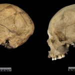 Neanderthal Brains: Bigger, Not Necessarily Better