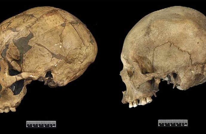Neanderthal Brains: Bigger, Not Necessarily Better
