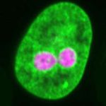 Scientists get the drop on the cell’s nucleus