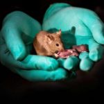 Scientists in China engineer baby mice from same-sex parents