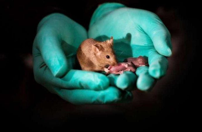 Scientists in China engineer baby mice from same-sex parents