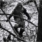 Top 10 Bigfoot Sightings of the Last 5 Years