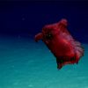 How image of ‘headless chicken monster’ sea cucumber may help Antarctic conservation