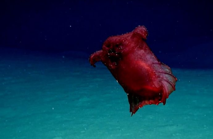 How image of ‘headless chicken monster’ sea cucumber may help Antarctic conservation