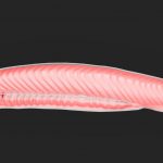 It looks like an anchovy fillet but this ancient creature helps us understand how DNA works