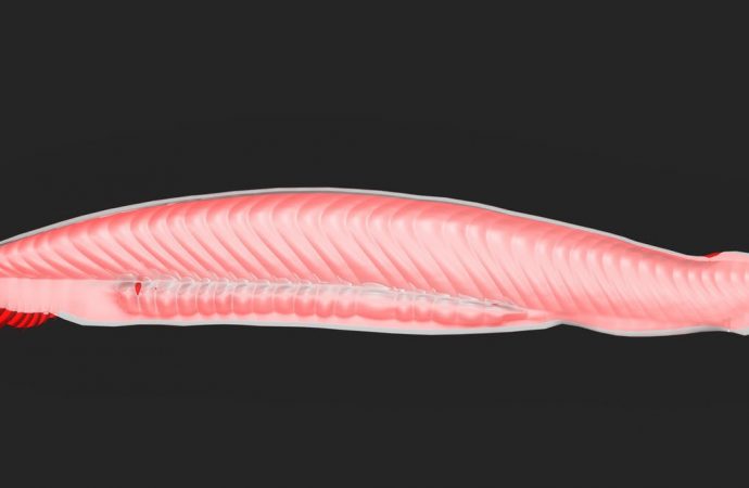 It looks like an anchovy fillet but this ancient creature helps us understand how DNA works