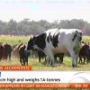 Meet Knickers, the internet’s favorite giant Australian steer heftier than some cars
