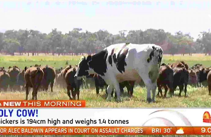 Meet Knickers, the internet’s favorite giant Australian steer heftier than some cars