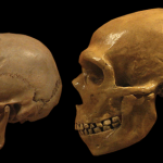 Study suggests multiple instances of inter-breeding between Neanderthal and early humans