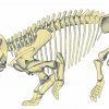 Gigantic mammal ‘cousin’ discovered