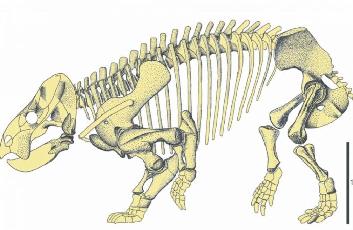 Gigantic mammal ‘cousin’ discovered