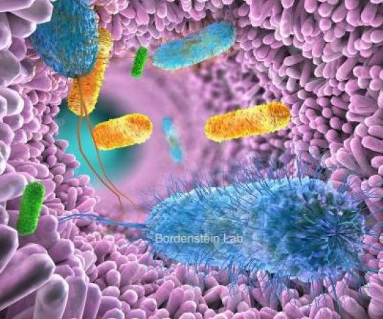 Gut microbiome differs among ethnicities
