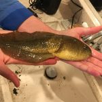 Meet Goliath, a Massive Tadpole as Long as Your Face