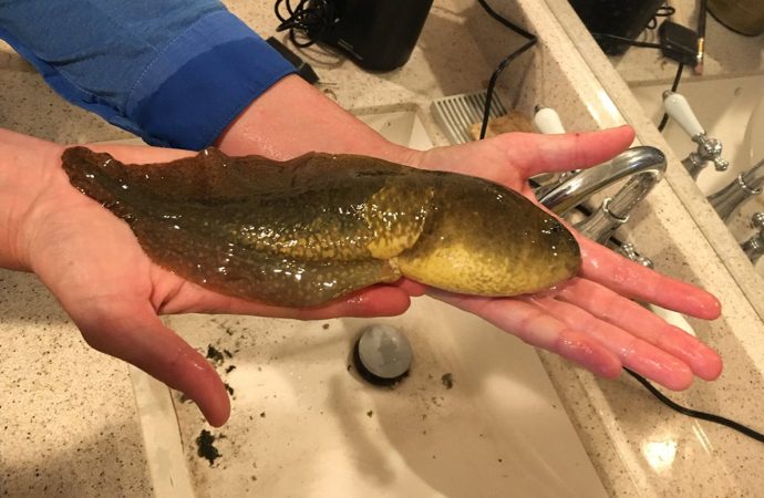 Meet Goliath, a Massive Tadpole as Long as Your Face