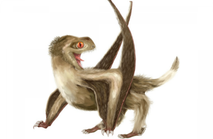 Pterosaurs Sported Feathers, Claim Scientists