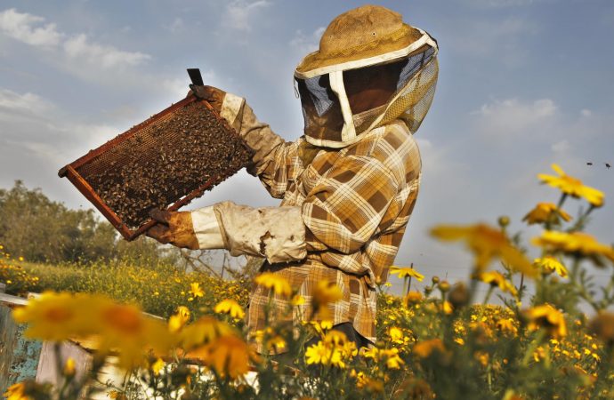 Royal jelly research could propel cure for Alzheimer’s, claim scientists