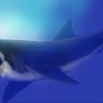 Scientists Think an Exploding Star Helped Kill Off the Megalodon