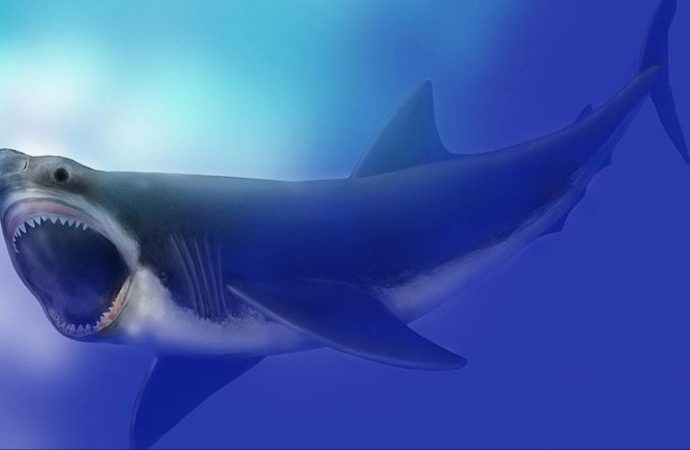 Scientists Think an Exploding Star Helped Kill Off the Megalodon