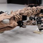 A four-legged robot hints at how ancient tetrapods walked
