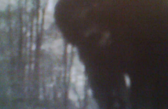 Did Bigfoot Look At A Game Camera?