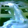 Giant leaf for mankind? China germinates first seed on moon