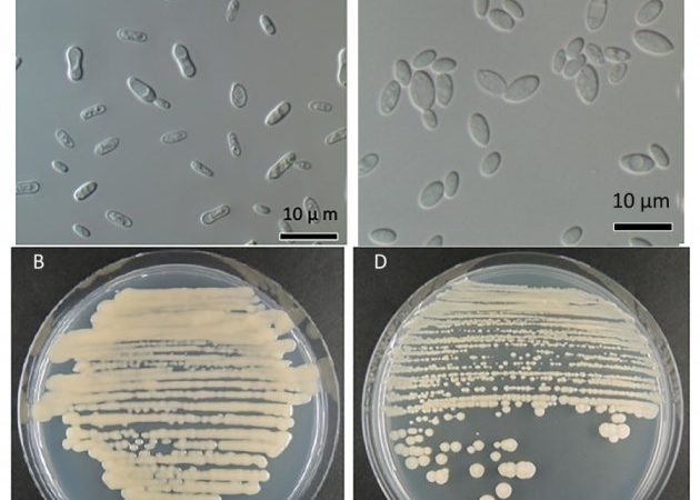 Scientists identify two new species of fungi in retreating Arctic glacier