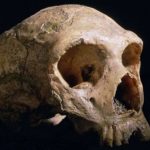 Viewpoint: Why we still underestimate the Neanderthals