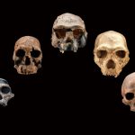 Artificial Intelligence Study of Human Genome Finds Unknown Human Ancestor