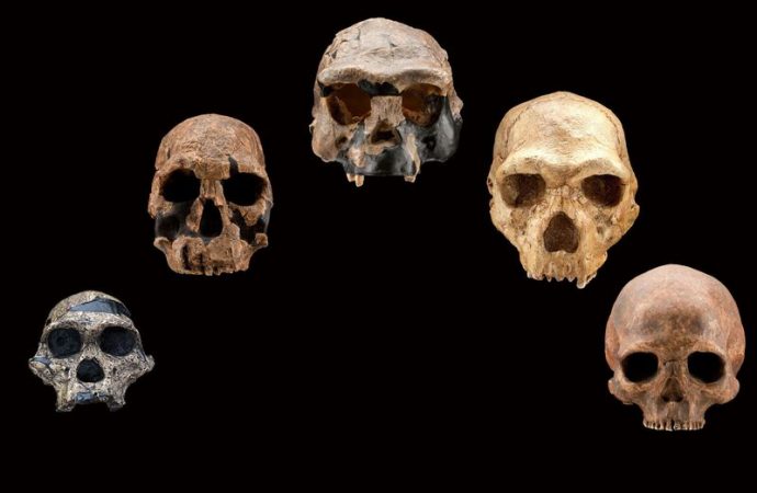 Artificial Intelligence Study of Human Genome Finds Unknown Human Ancestor