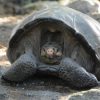 ‘Extinct’ Galapagos tortoise found after 100 years