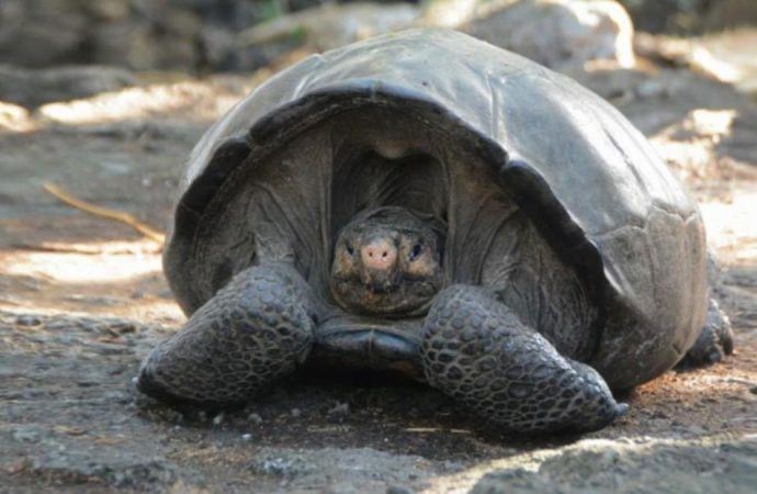 ‘Extinct’ Galapagos tortoise found after 100 years