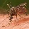 Mutant mosquitoes could wipe out malaria