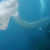 See the giant ‘sea worm’ filmed off the coast of New Zealand