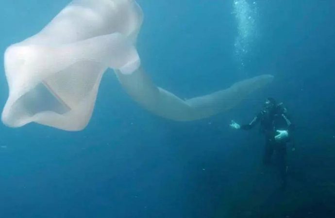See the giant ‘sea worm’ filmed off the coast of New Zealand