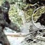 The Reported Activity of Bigfoot in Ontario!