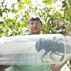 World’s largest bee, once presumed extinct, filmed alive in the wild