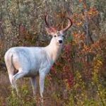 ‘Zombie deer disease’ has spread to 2 provinces and 24 states